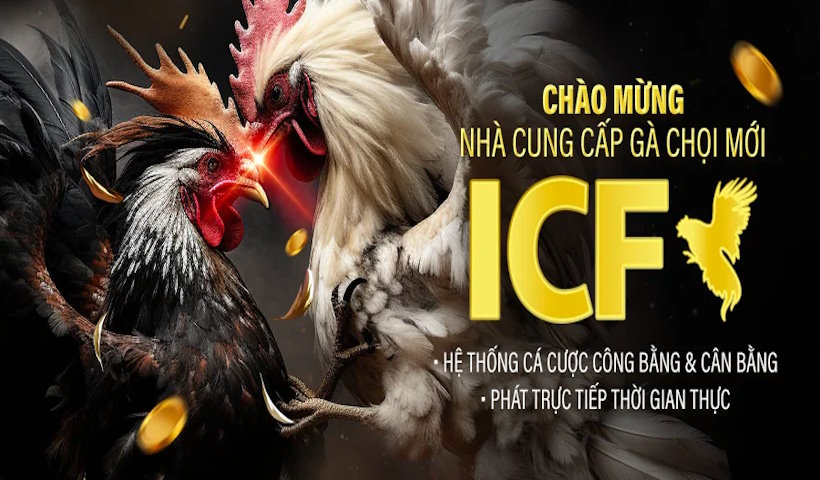 Đá gà Kubet77 kết hợp cùng ICF tạo nên không gian độc đáo