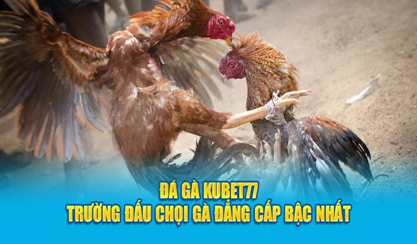 Sơ lược sảnh cược đá gà Kubet77 nổi tiếng